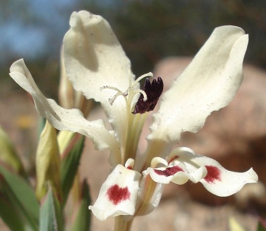 Lapeirousia fabricii finer details
